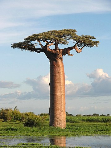 The trunk of the baobab tree helps it survive in hot and arid places