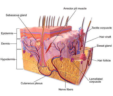 The components of the skin