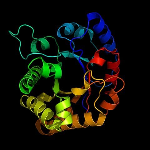 A ribbon diagram of an enzyme
