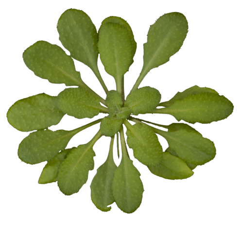 Thale Cress can Change its Physical Appearance Depending on the Climate