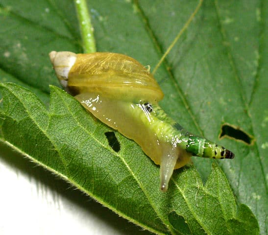 The snail’s tentacles look like a caterpillar when infected by L. paradoxum