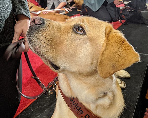 Medical detection dogs alert people when they are in danger from a medical condition