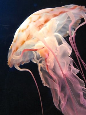 Jellyfish