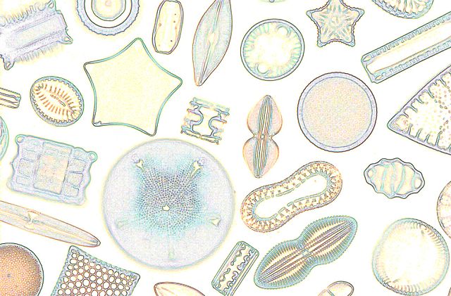 Diatoms under the microscope