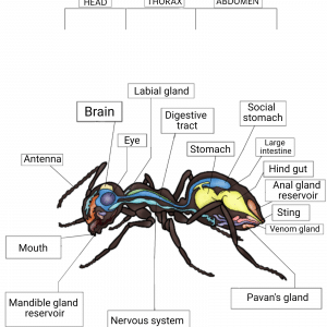 Ant Anatomy