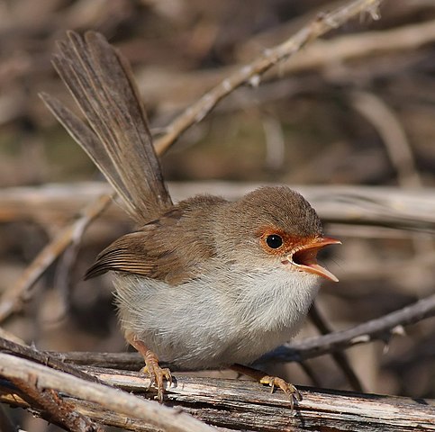 The Fairy Wren has Changed the Timing of its Breeding in Response to a Changing Climate