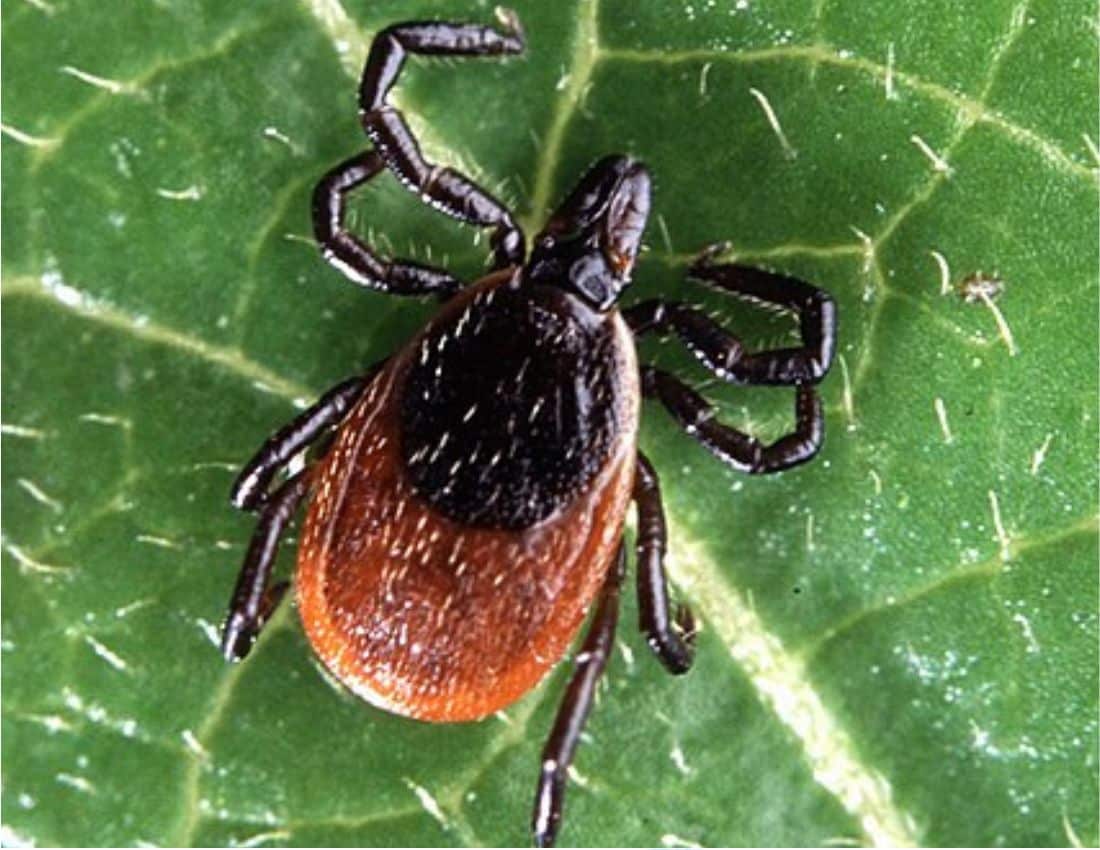 Adult Deer Tick, Ixodes scapularis. Ticks are an example of a parasite. They live off another