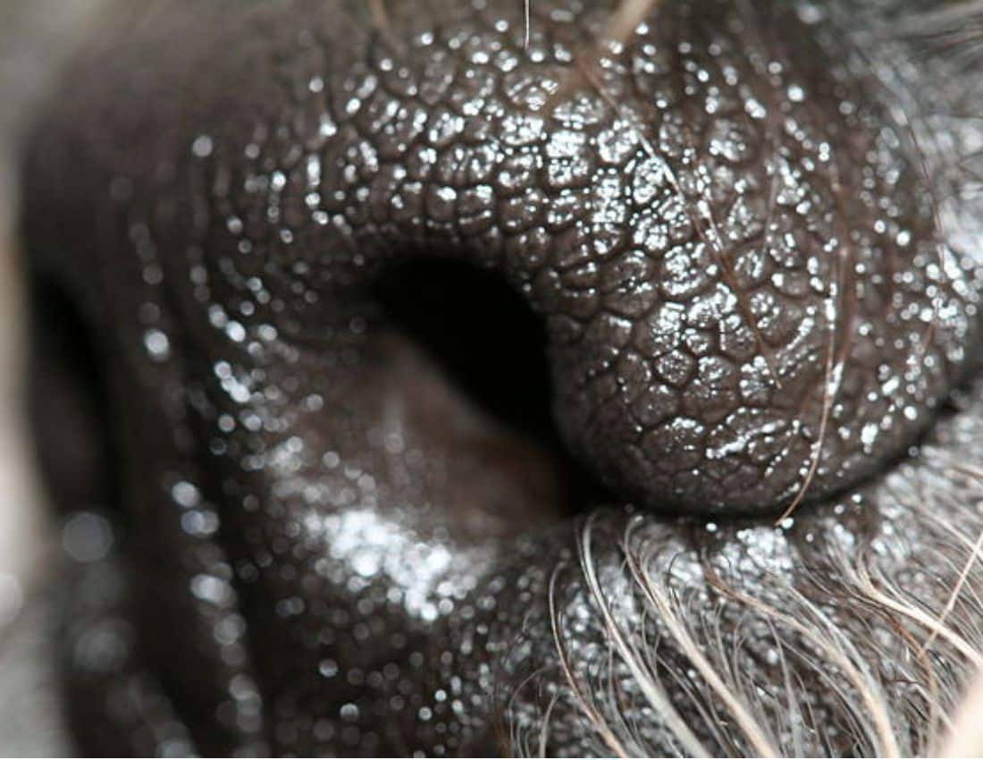 A dog’s nose is 10,000 times more powerful than our noses