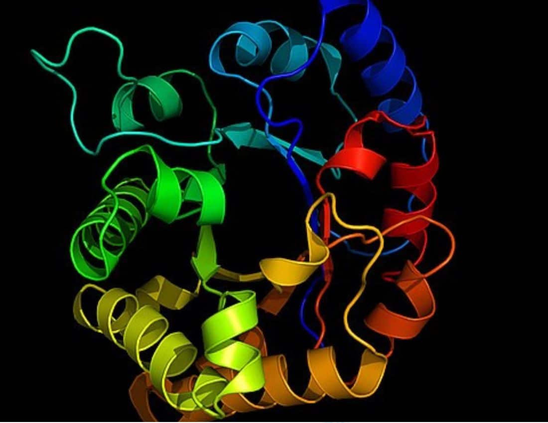 A ribbon diagram of an enzyme