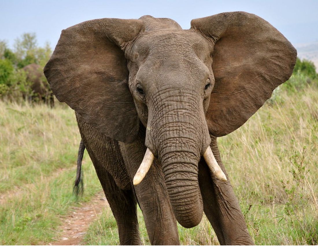 Elephant stares down camera
