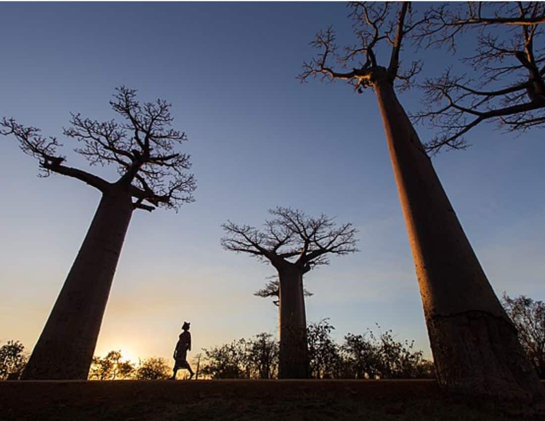 The baobab trees of Madagascar. Source
