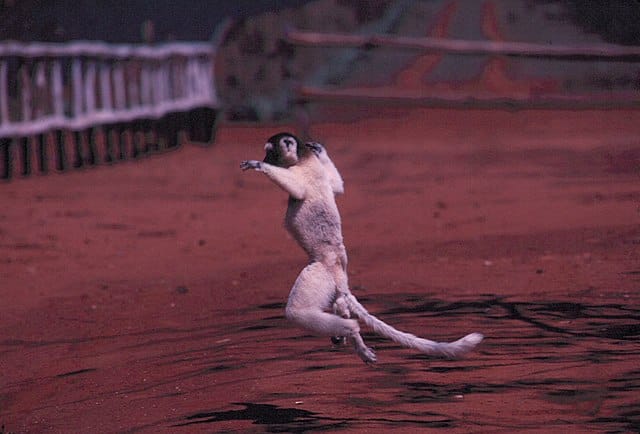 White Sifaka Lemurs Hug Tree Trunks to Keep Cool in Hot Weather