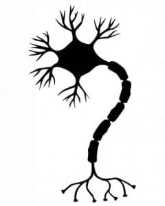 Nerve cells have branches to connect to other nerves and make a massive network