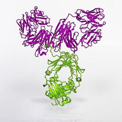 Antibody Structure