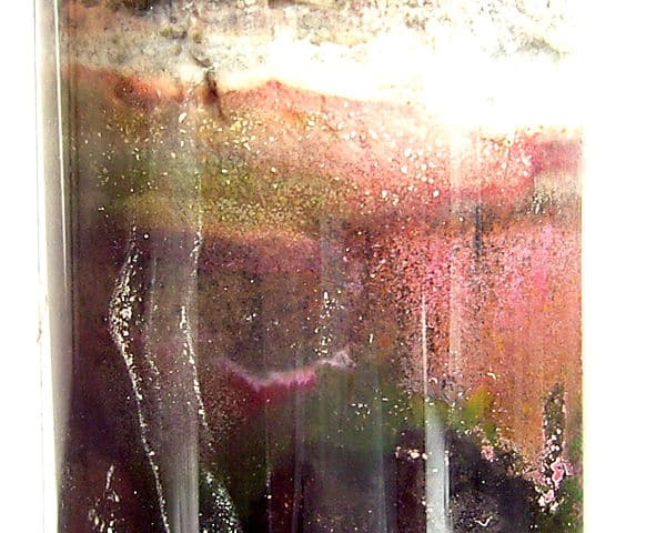 Purple bacteria are not interested in providing oxygen, they do give sulfur though