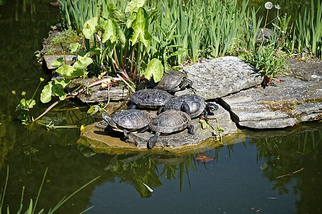 The pond is inhabited by red-eared slider terrapin (Trachemys scripta elegans) and carp. City of London Cemetery, Aldersbrook Road, Newham, England.