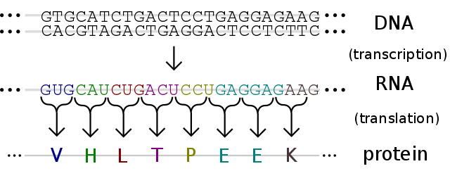 DNA to RNA to Protein
