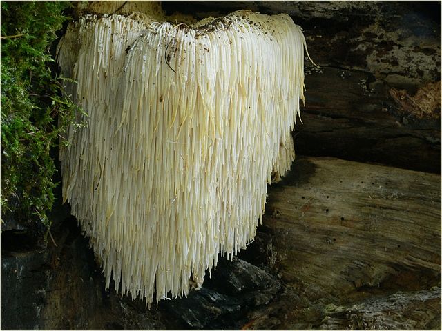 is lion’s mane with teeth