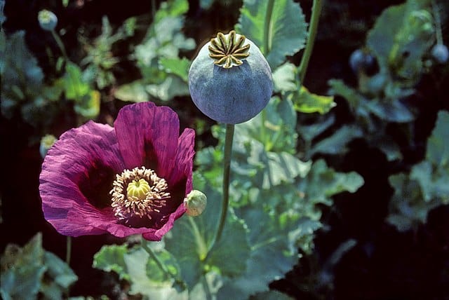 Opium poppy, a common anaesthetic