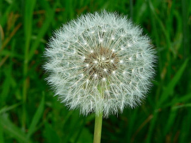 The head of a dandelion