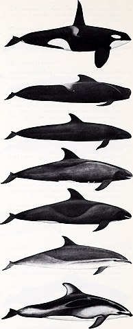 A diagram of some dolphins in the Delphinidae family. From top to bottom: Killer whale, Short-finned pilot whale, False killer whale, Pygmy killer whale, Melon-headed whale, Fraser’s dolphin. Pacific white-sided dolphin.