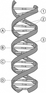 The sugar–phosphorus backbone, with the paired bases making up the rungs.