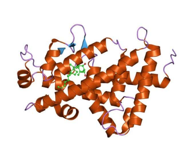 Vitamin D receptors started evolving in marine life