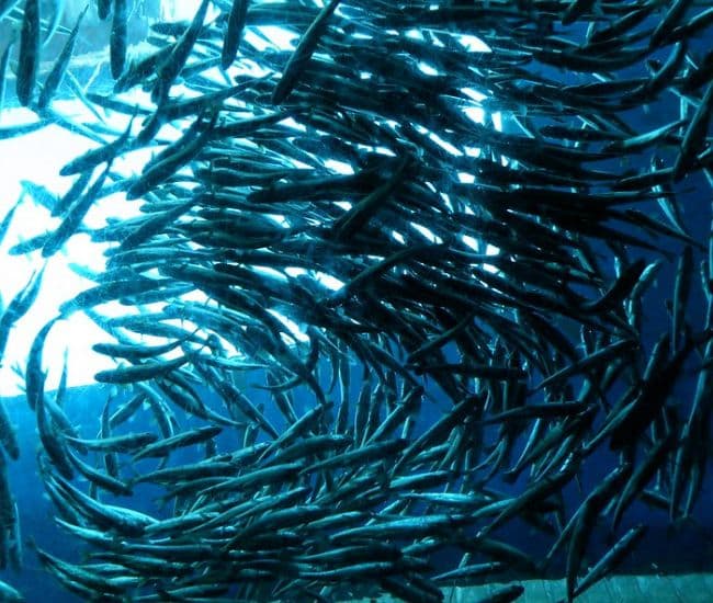 Vitamin D receptors started evolving in marine life