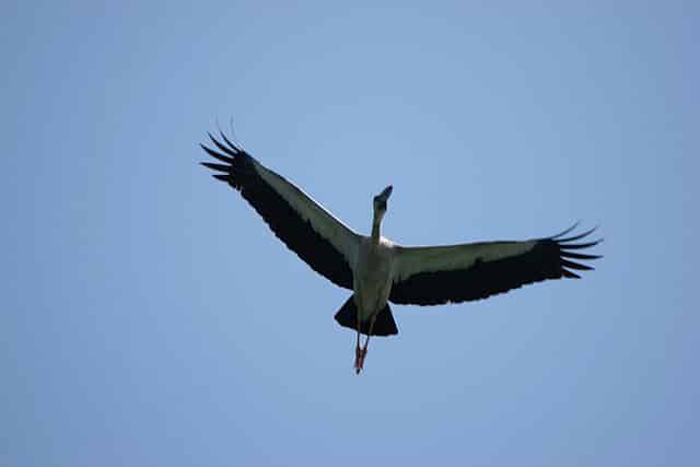 The wings of a bird served as an inspiration for the design of the plane