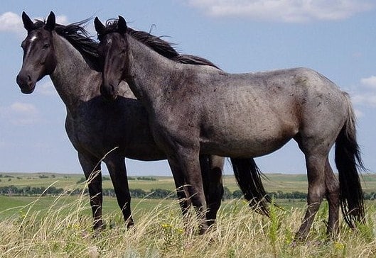 Nokota horses are an important yet endangered breed of horses from the badlands of North Dakota