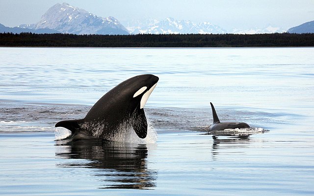 Two orcas in Alaska, United States