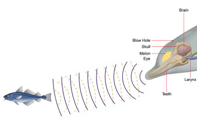 An illustration of a dolphin using echolocation to locate prey.