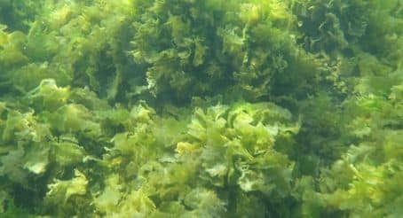 Phytoplankton and their sterol synthesis by-products (Left: Vitamin D2,