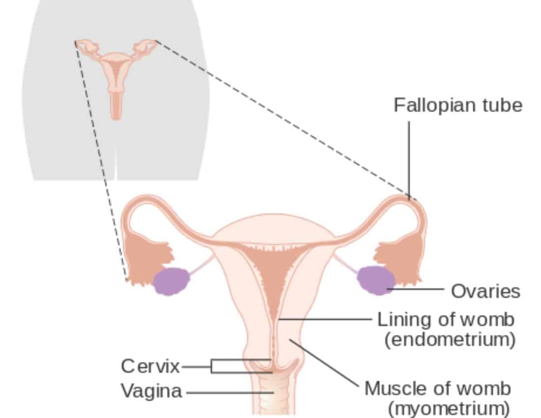 Diagram of the female reproductive system