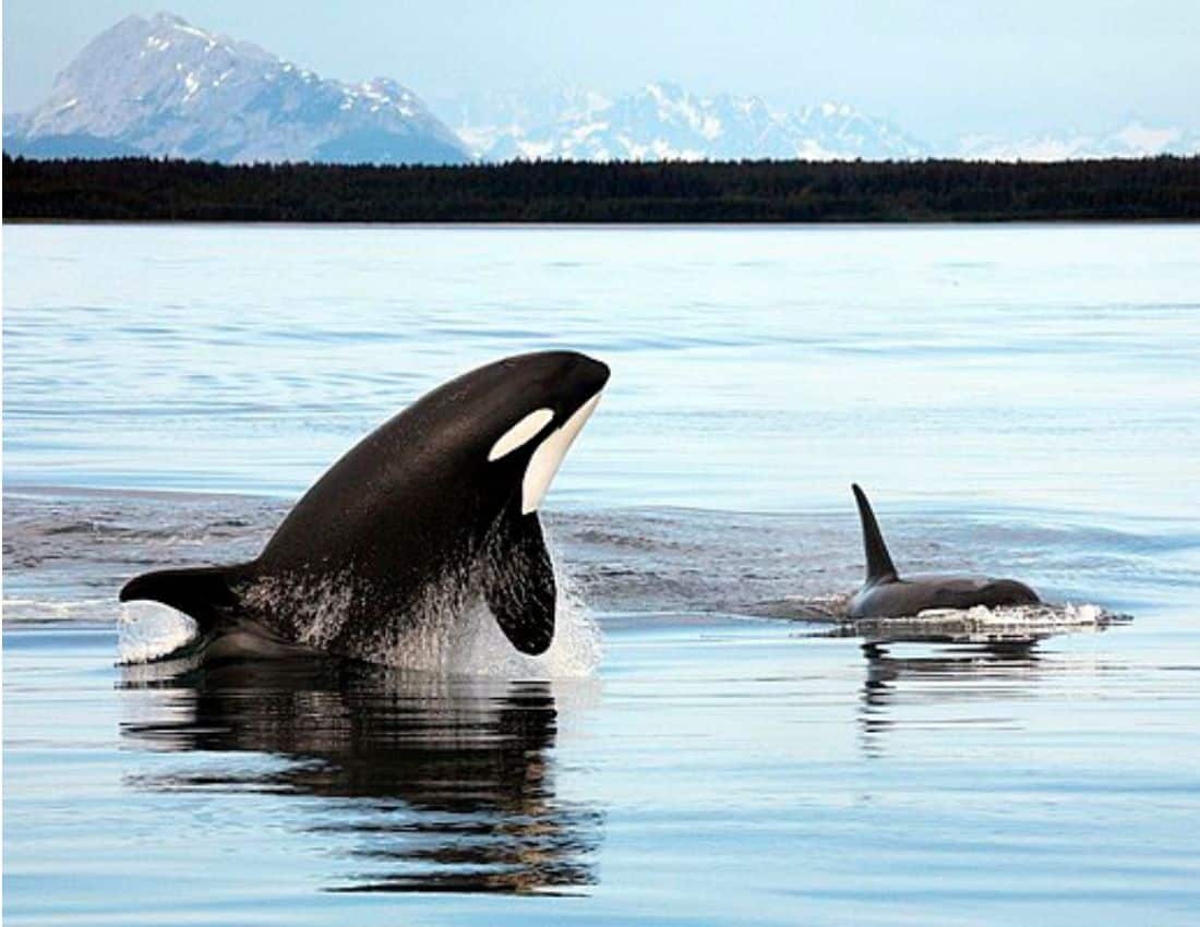 Two orcas in Alaska, United States