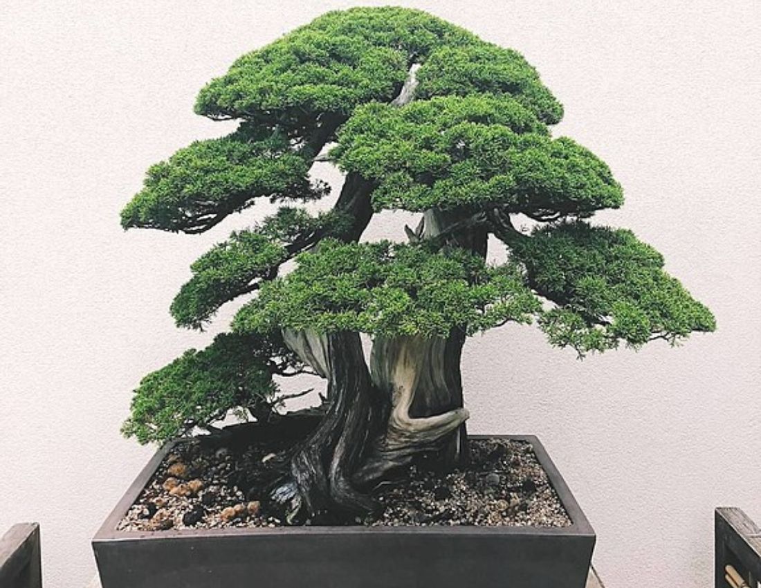 Bonsai Tree