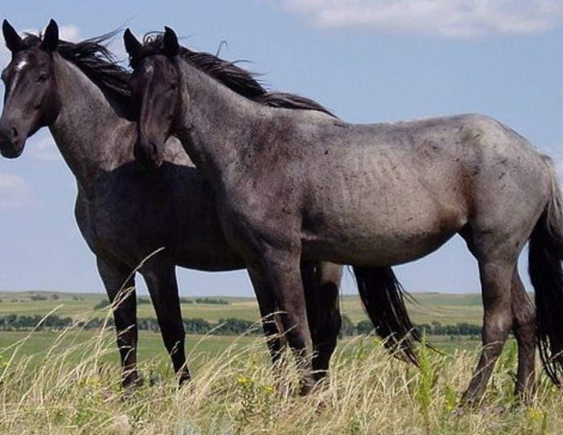 Nokota horses are an important yet endangered breed of horses from the badlands of North Dakota