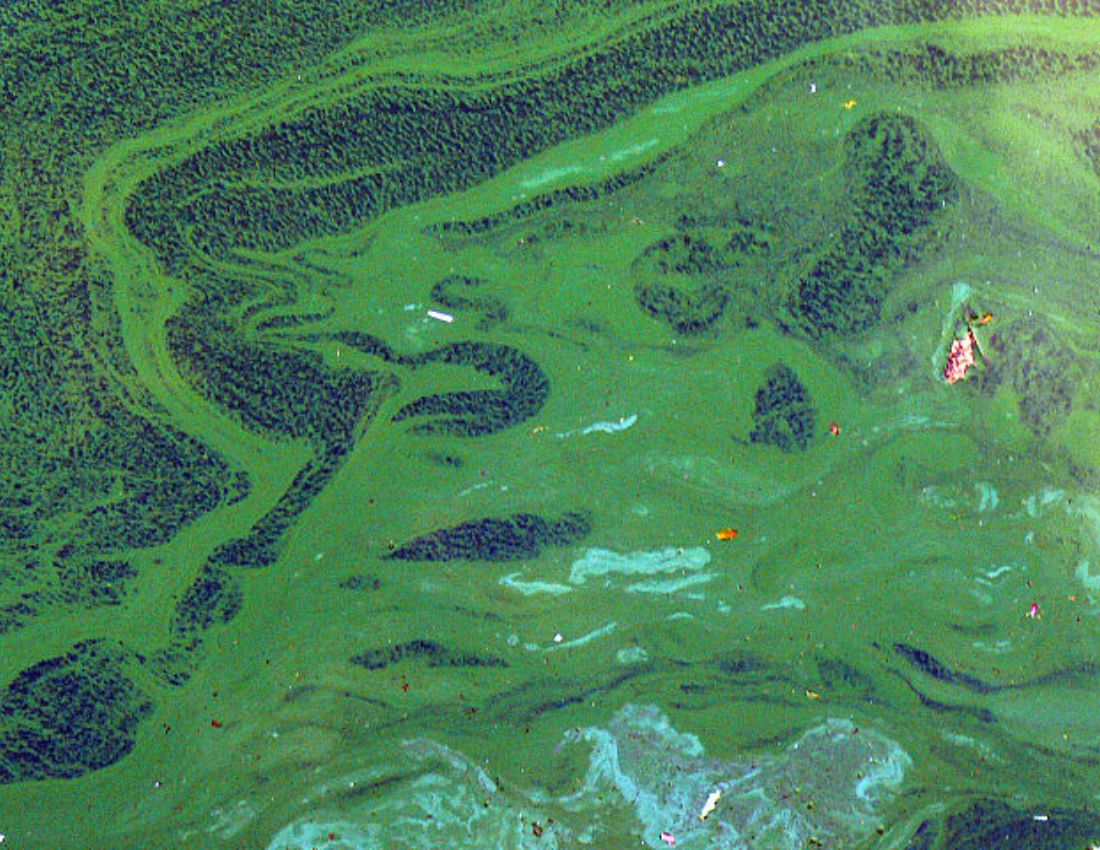 Cyanobacteria, the organisms responsible for complex life on earth, bloom in a lake