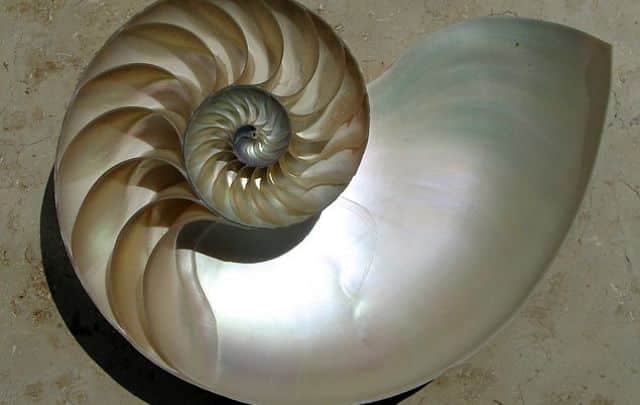NautilusCutawayLogarithmicSpiral