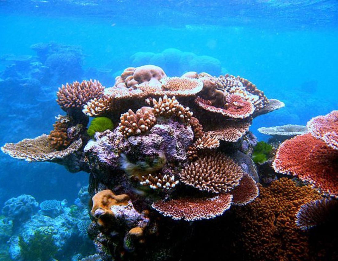 A coral reef