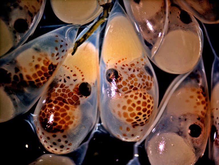 Giant Pacific octopus’ eggs