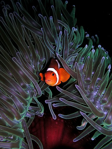 A clownfish living in a sea anemone