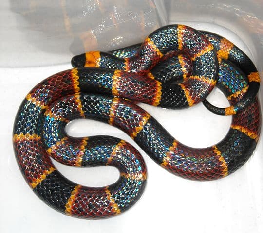 A coral snake, a very colorful snake with bands of red, yellow, and black