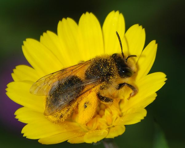 An Andrena sp. bee with a full load of pollen on a field marigold Calendula arvensis flower