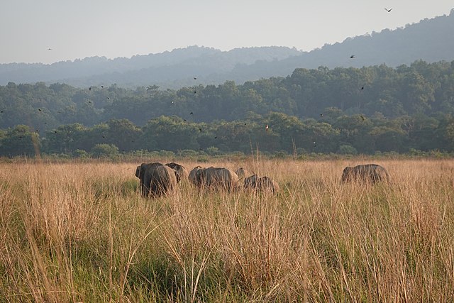 A herd of elephants walking across a grassland