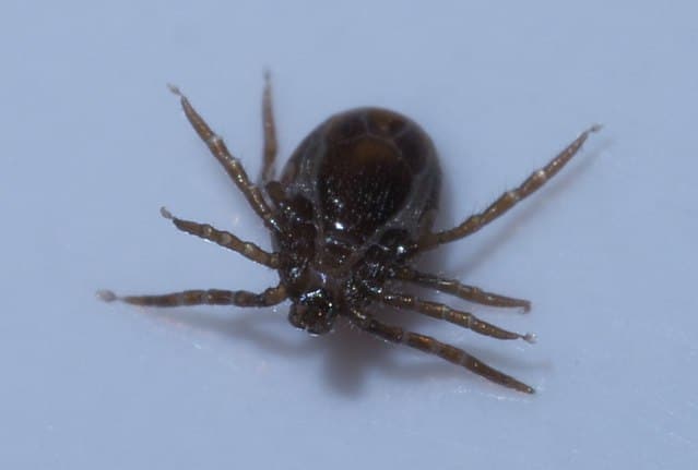 Ticks are common parasites found on animals, and they survive on blood meal.