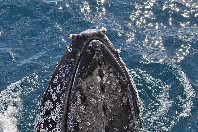 A whale with barnacles stuck to it