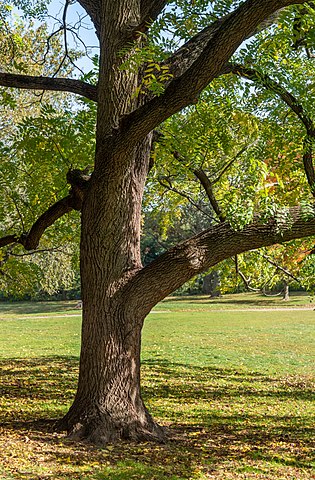 The black walnut, Juglans nigra