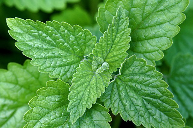 The minty leaves of the catnip plant