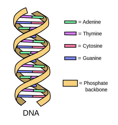 Simple structure of DNA